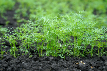 Green dill growing in the garden. Closeup of fresh young dill  on vegetable field. Harvest time.