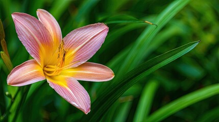 Obraz premium Close-up of a delicate pink and yellow flower.