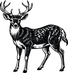 Elegant White Tailed Deer Vector Illustration with Detailed Antlers and Graceful Pose