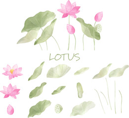 水彩で描いた蓮の花と葉の素材セット