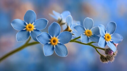 Close-up of delicate forget-me-not flowers.
