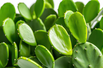 Lush green cactus leaves create vibrant and refreshing display, showcasing nature beauty and resilience