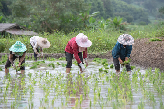 Farmers grow rice in terraced fields on hillsides during the rainy season, planting sanpatong 1 rice variety.