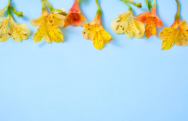 Fresh alstroemeria flowers in pink and white tones arranged on a pastel blue background. Copy space. Flat lay, top view