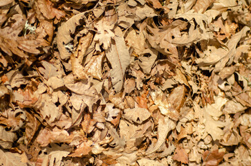 Seasonal change concept with a blanket of dry leaves.