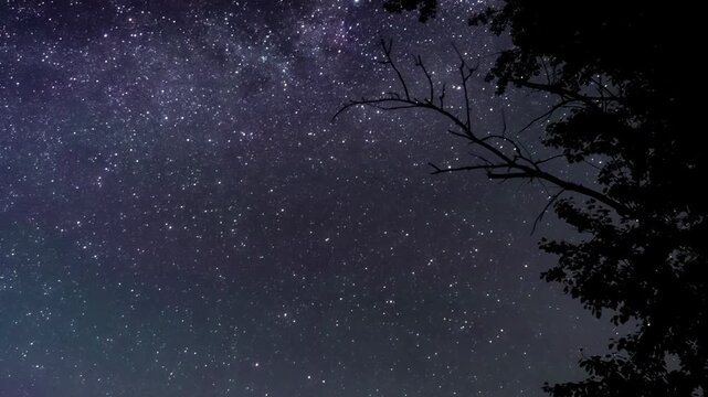 Majestic night sky revealing milky way galaxy core glowing above dark tree silhouette, generating mesmerizing natural contrast with celestial brilliance illuminating wilderness landscape