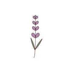 Cartoon lavender flower . Illustration of lavender flower on transparent background. Smell of coziness .