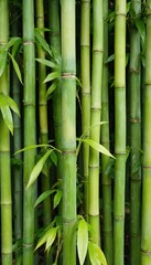 Obraz premium Rich green bamboo stalks with vibrant leaves create natural, organic texture. Image captures of tropical nature, growth, serenity. Evokes sense of calm, peace, perfect for themes of zen, wellness,