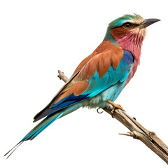 Fototapeta premium A vibrant bird perched gracefully, isolated on a transparent background, showcasing its colorful feathers and elegant form