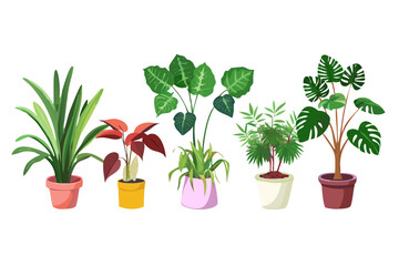 Fototapeta premium A collection of five potted houseplants with diverse foliage and colorful planters