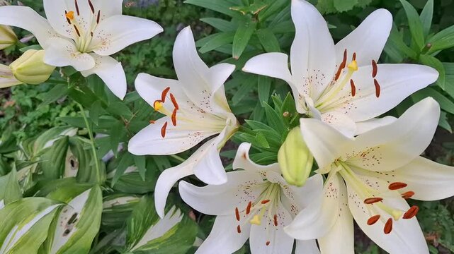 the white lily is swaying in the wind, a perennial flowering plant, a herbaceous plant