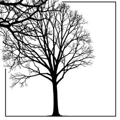 Obraz premium Silhouette of a tree with bare branches representing seasonal change on a white background
