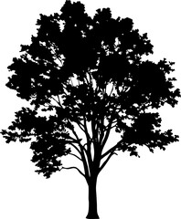 Isolated silhouette of a tree with dense foliage against a plain white background view
