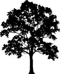 Silhouette of a tree with a full canopy and visible branches against a white background