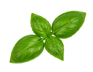 Fresh basil bunch with green leaves on transparent background