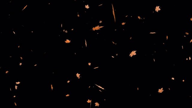 Autumn maple leaves falling animation with alpha channel, Realistic maple leaf falling animation with transparent background