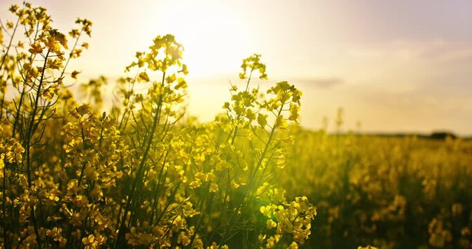 Sunset Or Sunrise Above Beautiful Farmland With Blooming Rape Plants, Closeup View Of Yellow Flowers