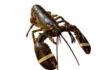 Close-up of fresh lobster on white background


