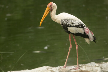 Painted Stork or Mycteria leucocephala isonated new the river water