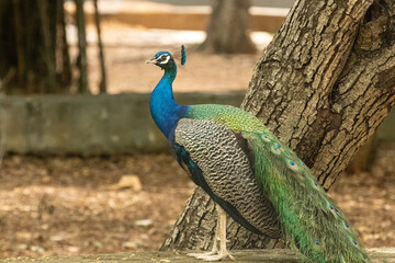 Obraz premium Vibrant blue and green colored Indian peacock with long tails looks stunning