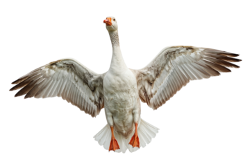 A majestic goose mid flight wings spread wide in graceful airborne dance symbolizing freedom on transparent background