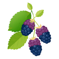 Obraz premium mulberry ,vector illustration white background