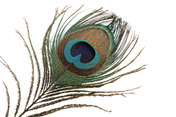 Evocative peacock feather shimmering with blues and greens against a dark mysterious canvas to on transparent background
