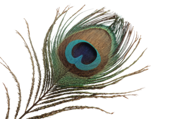 Evocative peacock feather shimmering with blues and greens against a dark mysterious canvas to on transparent background