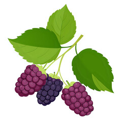 Fototapeta premium mulberry ,vector illustration white background