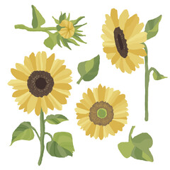 ひまわりのイラスト素材