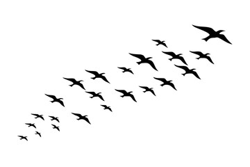 Large Group of Birds Flying Together Silhouette Vector for Decorative Use