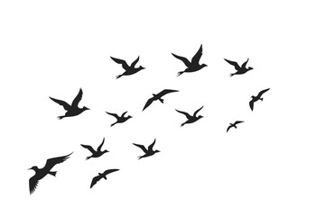 Silhouette of a flock of birds in flight against a White background