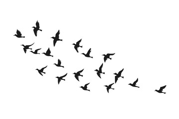 Flock of birds silhouettes flying in formation against a White background