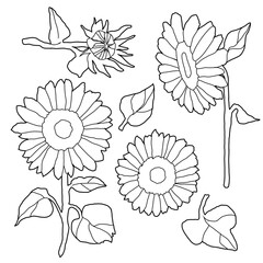 ひまわりの線画イラスト素材	