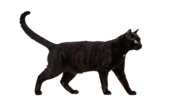 Sleek, short-haired adult black cat with glossy ebony fur, bright amber-yellow eyes, and tail held high, walking gracefully on a pristine transparent studio background with negative space, concept