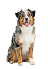 Fototapeta premium A young merle Australian Shepherd with heterochromatic eyes (blue/brown) sitting happily with tongue out, isolated on a seamless transparent studio background with copy space, ultra photorealistic