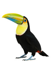 Fototapeta premium A vibrant toco toucan with a large yellow beak, black tip, white chest, black plumage, and bright blue eyes stands gracefully on a transparent studio background with no shadows, showcasing its