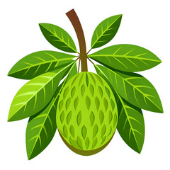 breadfruit, vector illustration white background
