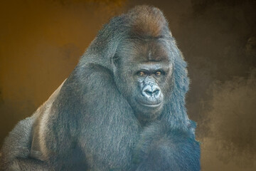 Powerful Western Lowland Gorilla with Intense Gaze Looking Forward