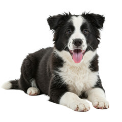 Fototapeta premium Young playful border collie puppy, black & white, fluffy fur, tongue out, one ear perked, lying relaxed on clean white studio background. Concept of happy pet companionship