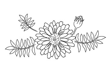 マリーゴールド(キンセンカ)の手描き線画イラスト02