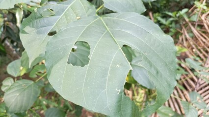 Its large, heart-shaped leaves with clear veins are full of holes eaten by caterpillars.