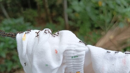Small black ants walking on cloth