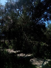 morning in the woods