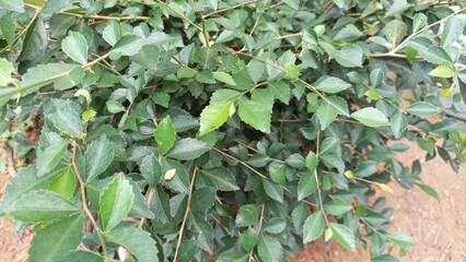 green leaves background