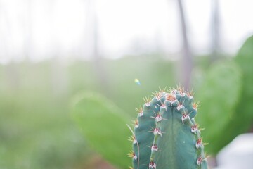 Close-up of Cactus Top with Sharp Spines in Natural Light