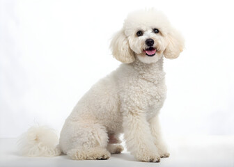 white poodle studio portrait
