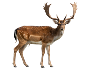 Fallow Deer Stag Standing – Wildlife Animal with Antlers Isolated PNG