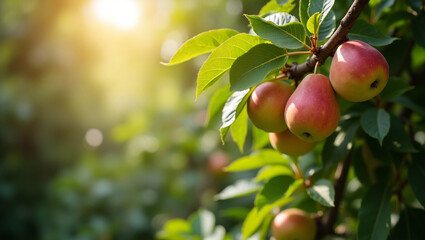 Natural garden scene with ripe pears hanging from tree branches, sunlight filtering through green leaves. Soft blur in center perfect for text overlay.