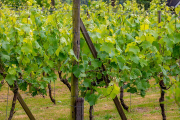 Rows or lines of vineyard in home garden in summer, Orchard in countryside with green grape vine...